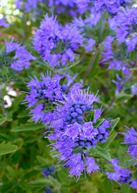 Caryopteris x clandonensis 'First Choice'